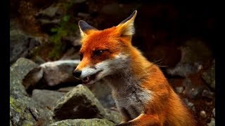 The Secret Life of Fox  Wildlife Wars Nat Geo [upl. by Swithin]