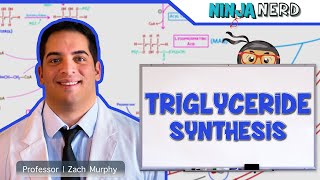 Metabolism  Triglyceride Synthesis [upl. by Irbmac709]