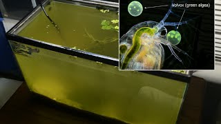 Raising Daphnia for the Freshwater Aquarium [upl. by Fishman]