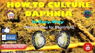 HOW TO CULTURE DAPHNIA In Easy Way [upl. by Hanako]