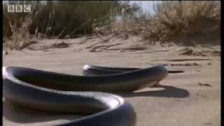 How snakes move amp run  Serpent  BBC Animals [upl. by Behlke]