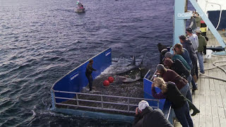 Great White Shark Caught Tagged Released For Science [upl. by Aleuname]